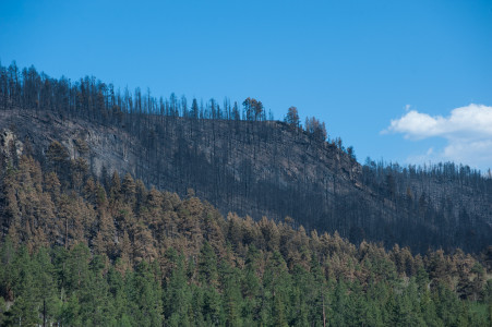 A previously pristine tree line is scarred by the Wallow Fire.